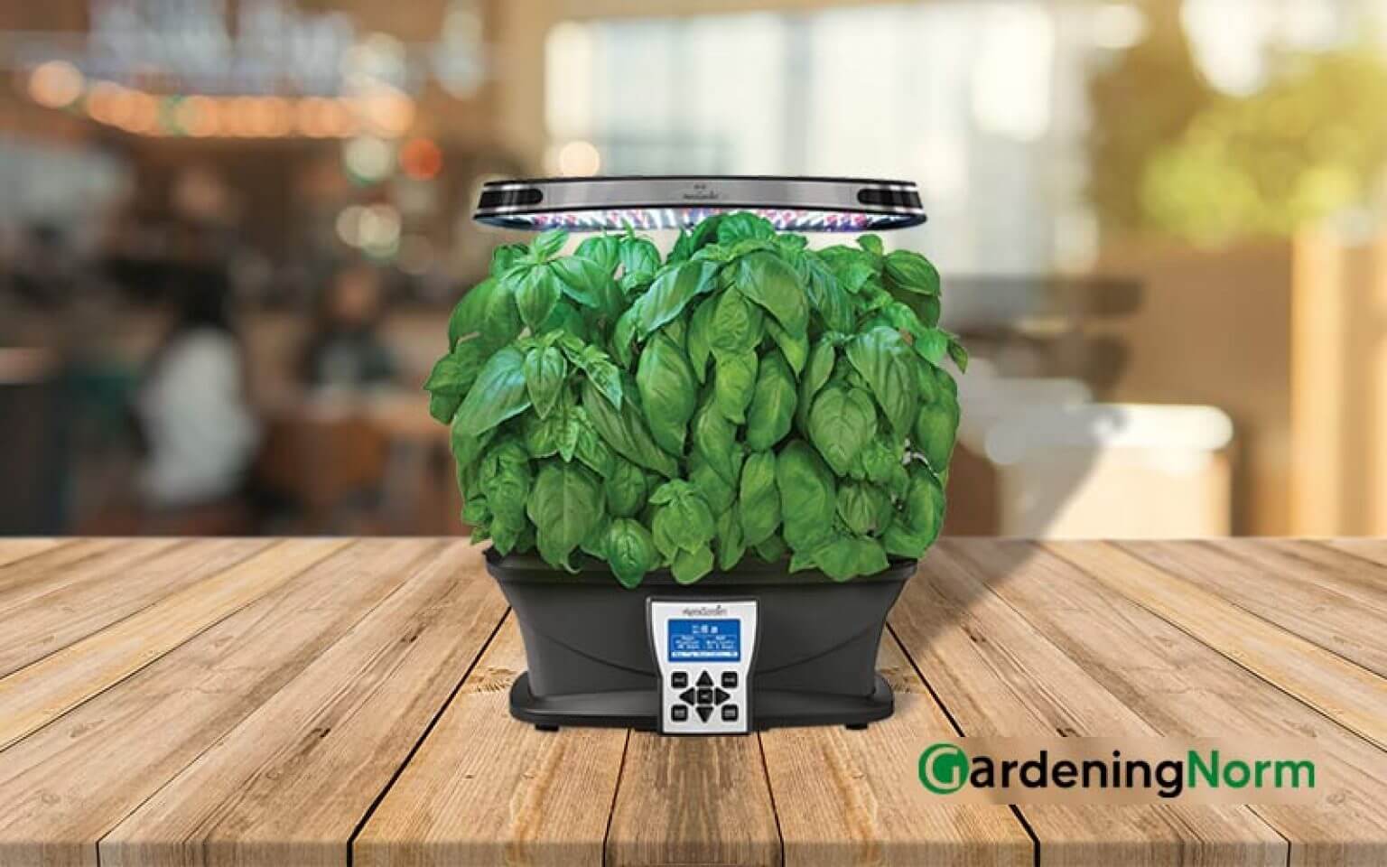 How to Grow Basil with Aerogarden?