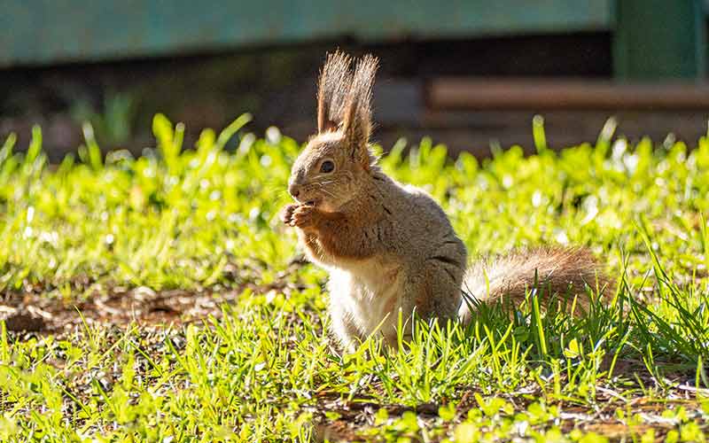 9 Actionable Tips To Keep Squirrels Out of Your Lawn & Vegetable Garden