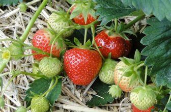 Growing Aerogarden Strawberries