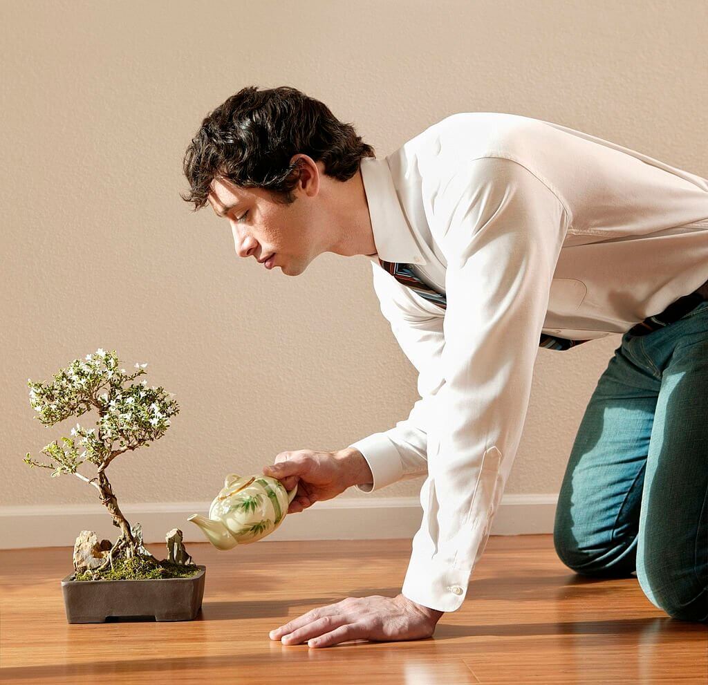How long does it take to grow a bonsai tree