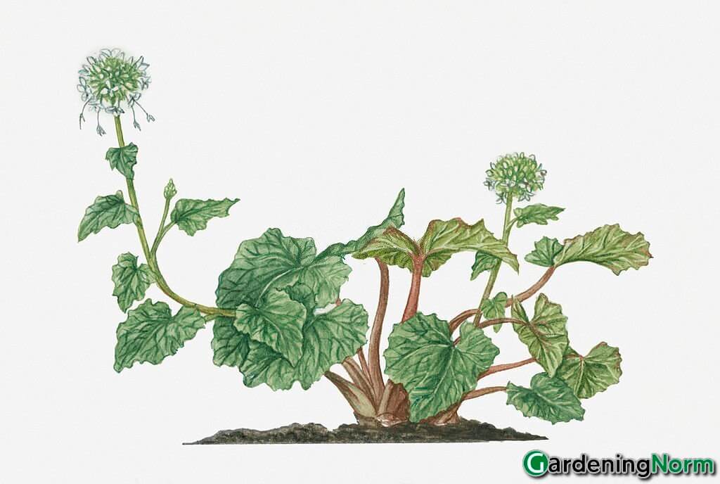 wasabi plant illustration