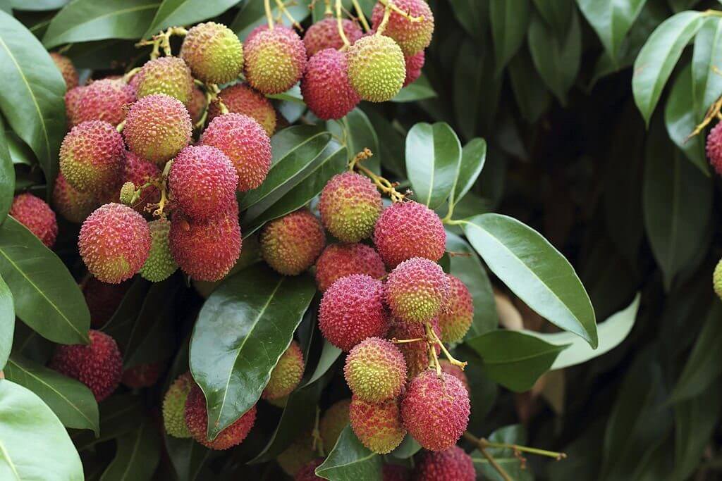 lychee tree