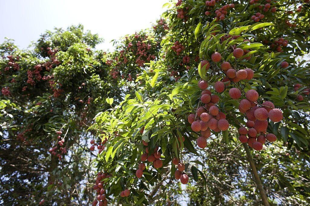 lychee tree