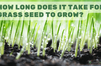 How long does it take for grass seed to grow?