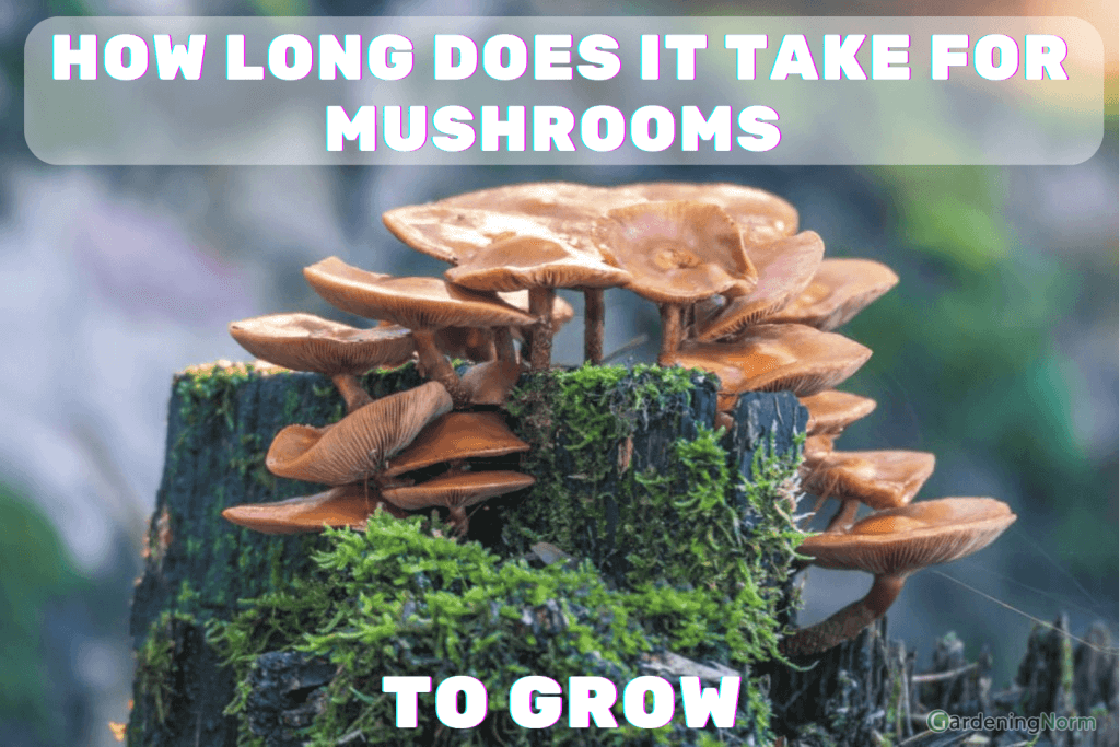 How long does it take for mushrooms to grow