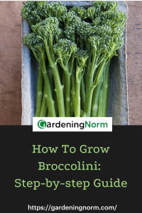 pin- how to grow broccolini