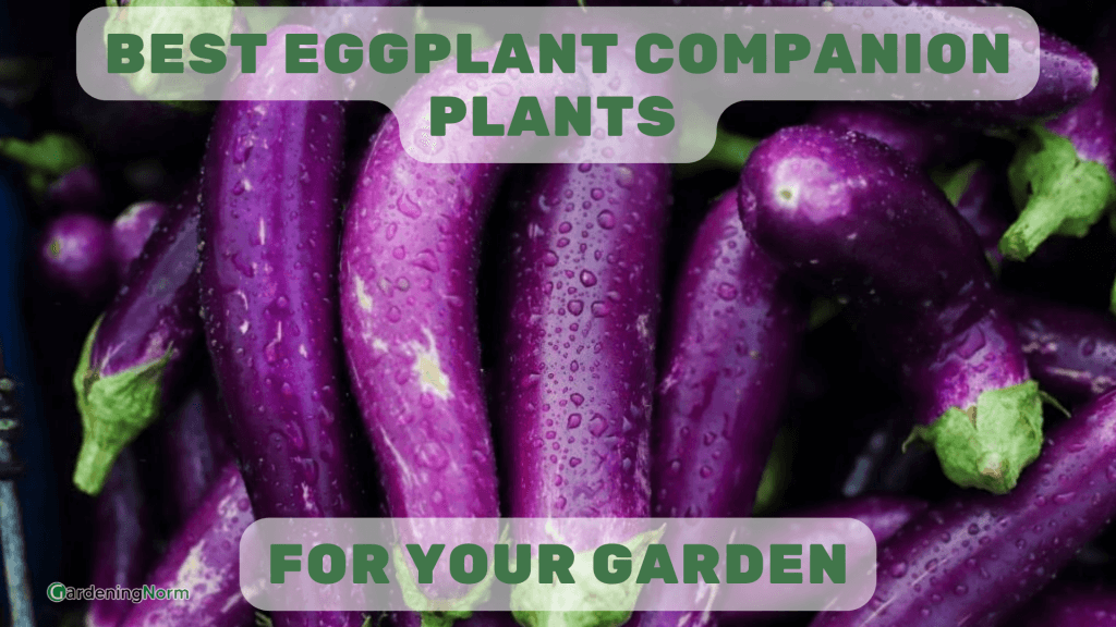 Eggplant companion plants