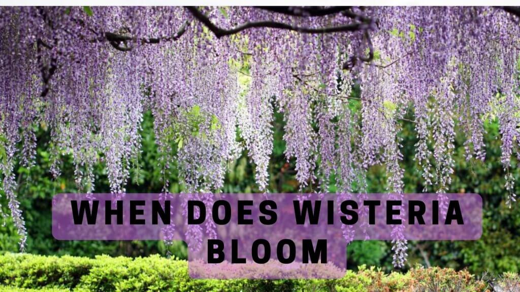 When does wisteria bloom 01