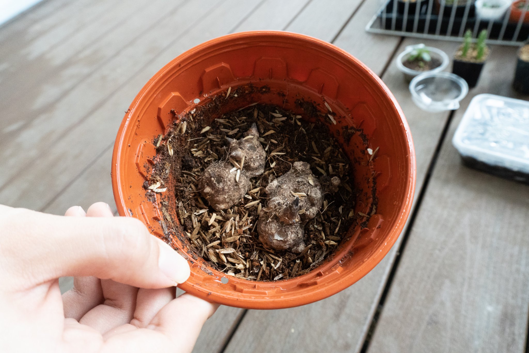 🌱How To Plant Caladium Bulbs Stepbystep Guide