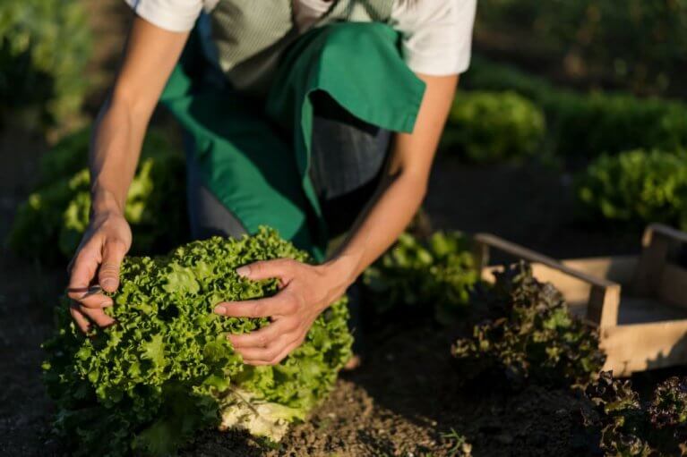 🥗How To Harvest Romaine Lettuce - Step-by-step Guide