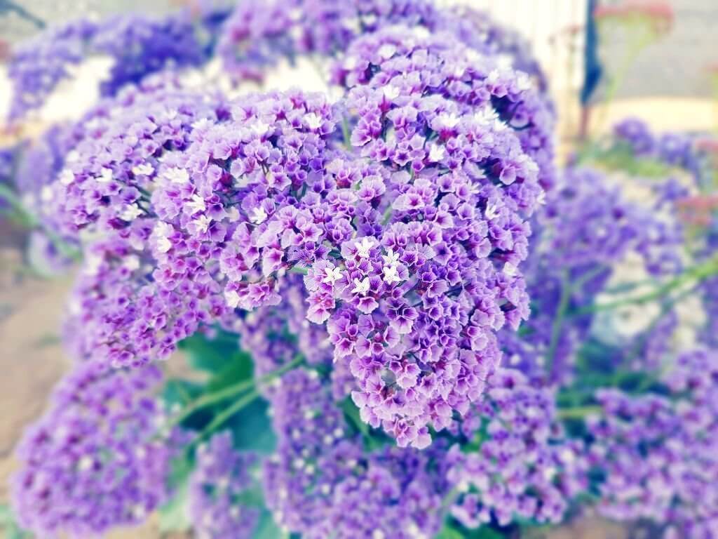 🌺When Does Wisteria Bloom A Detailed Guide