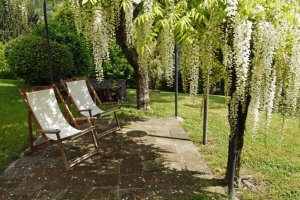 When does wisteria bloom 02