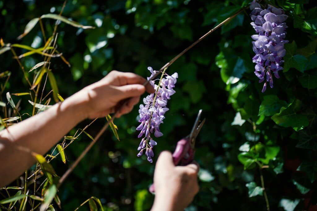 When does wisteria bloom 06