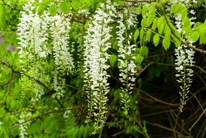 When does wisteria bloom 07