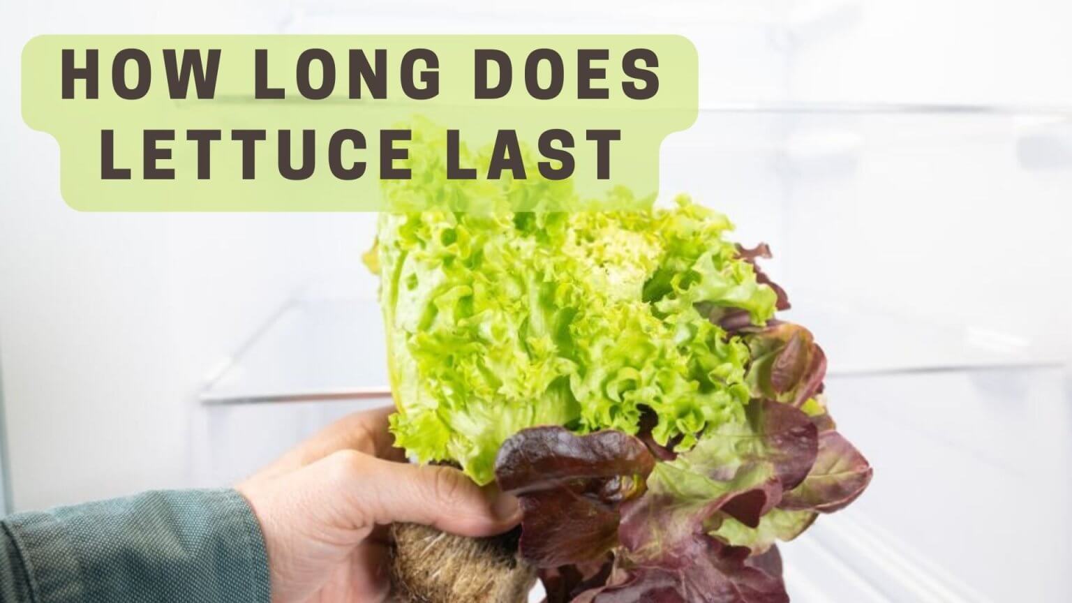 🥗How Long Does Lettuce Last A Detailed Guide