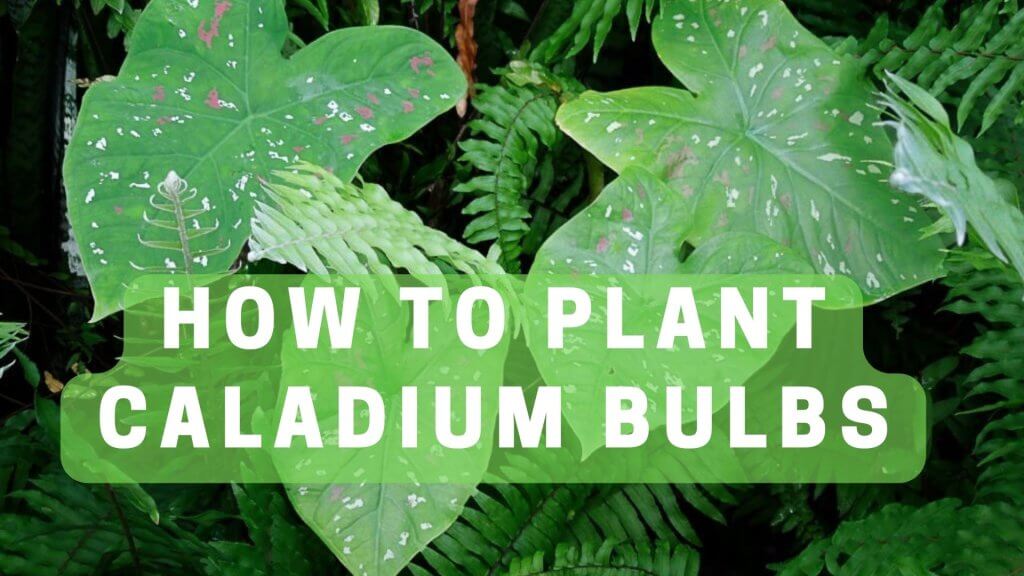 🌱How To Plant Caladium Bulbs Stepbystep Guide