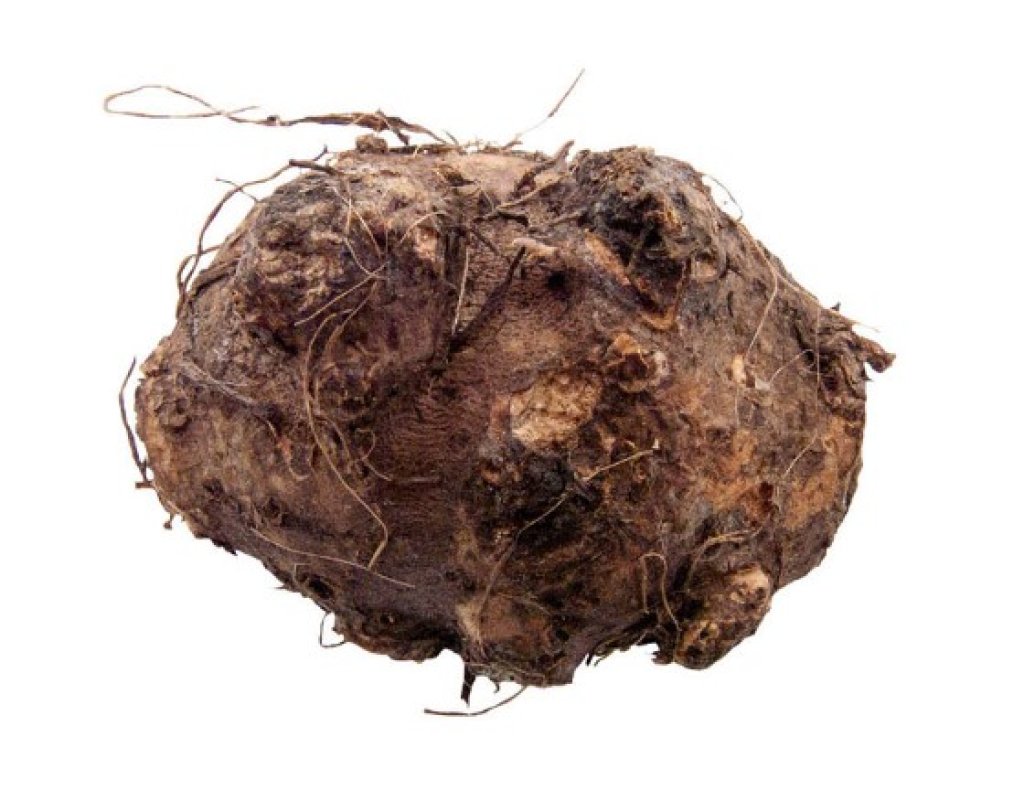 🌱How To Plant Caladium Bulbs Stepbystep Guide