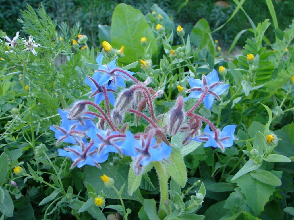 🌿Best Basil Companion Plants What To Plant