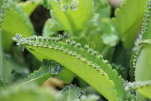 Bryophyllum Pinnatum