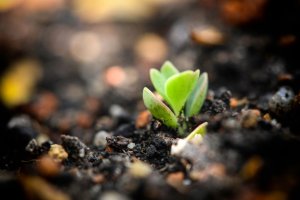 Bryophyllum pinnatum