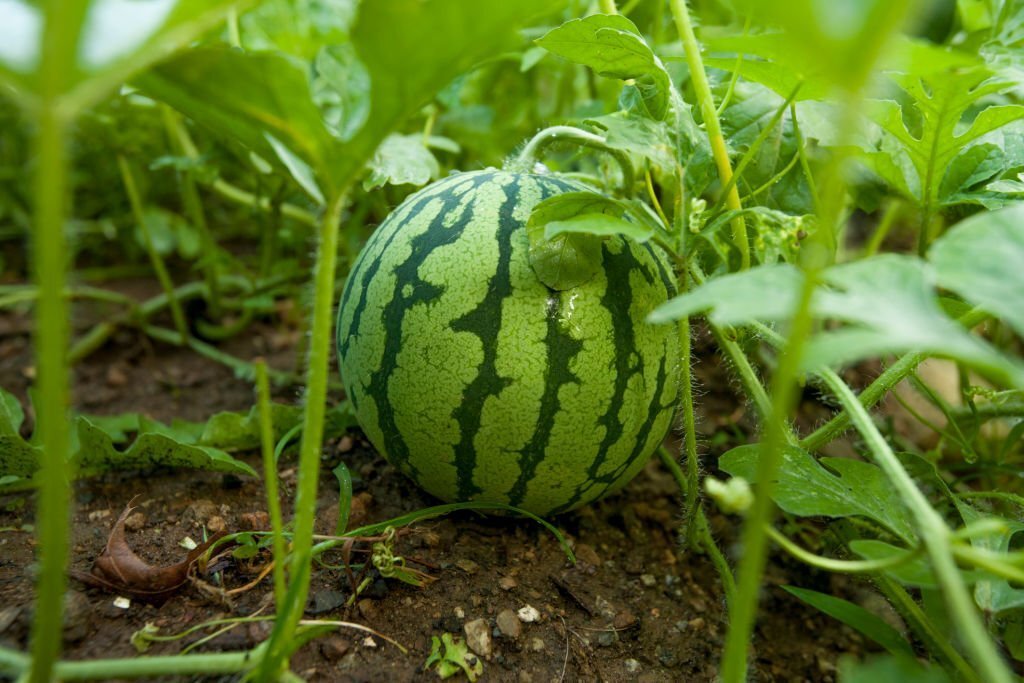 Watermelon companion plants 03
