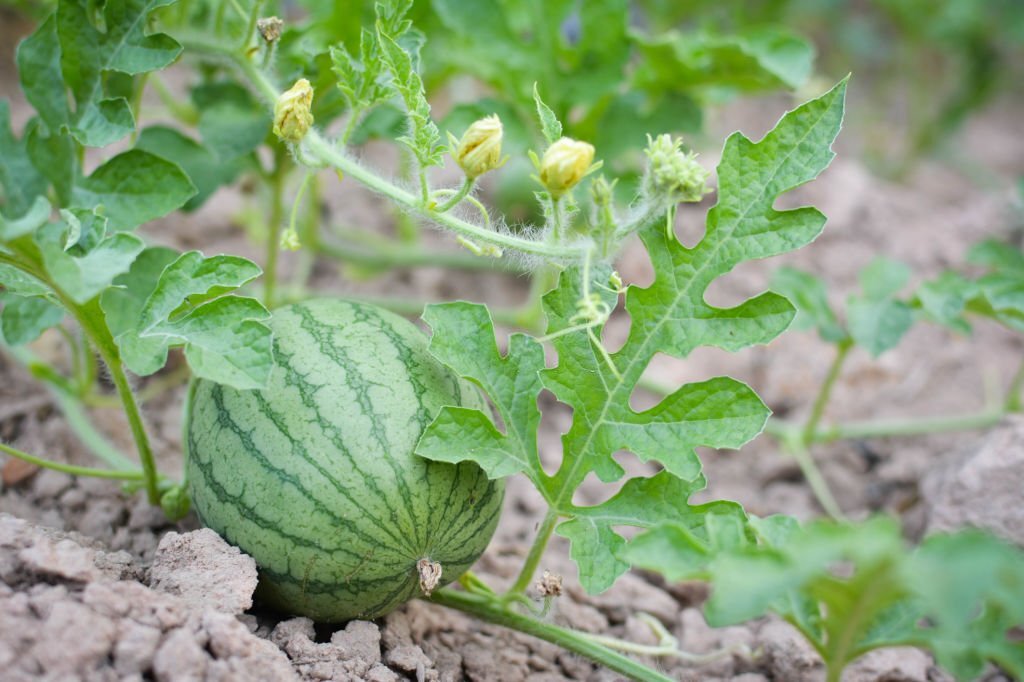 🍉Best Watermelon Companion Plants For Your Garden