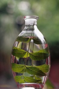 Neem leaves inside a jar
