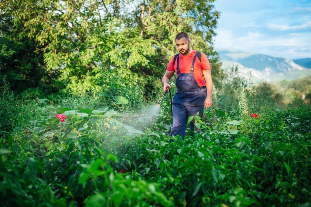 How Neem Oil Works as a Pesticide