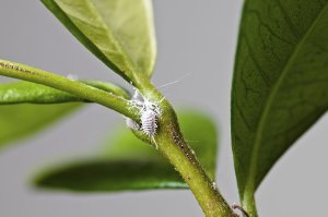 Whiteflies