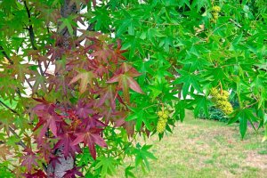 The American Sweetgum tree (Liquidambar styraciflua)