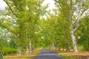 American Sycamore trees