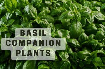 Basil companion plants 01