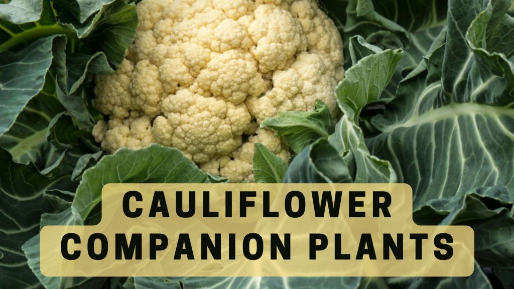 Cauliflower companion plants