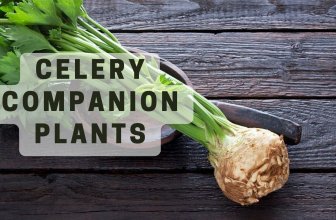 Celery companion plants