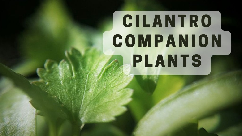 Cilantro companion plants
