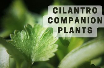 Cilantro companion plants