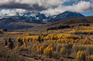 Eastern Cottonwood (Populus deltoides)