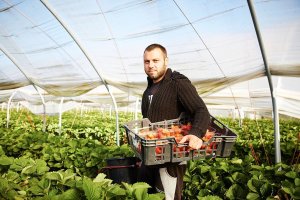 When is strawberry picking season 02