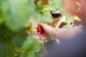 When is strawberry picking season 07