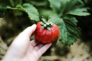 When is strawberry picking season 05