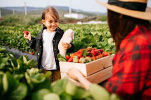When is strawberry picking season 03