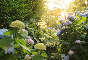 How much sun do hydrangeas need 02