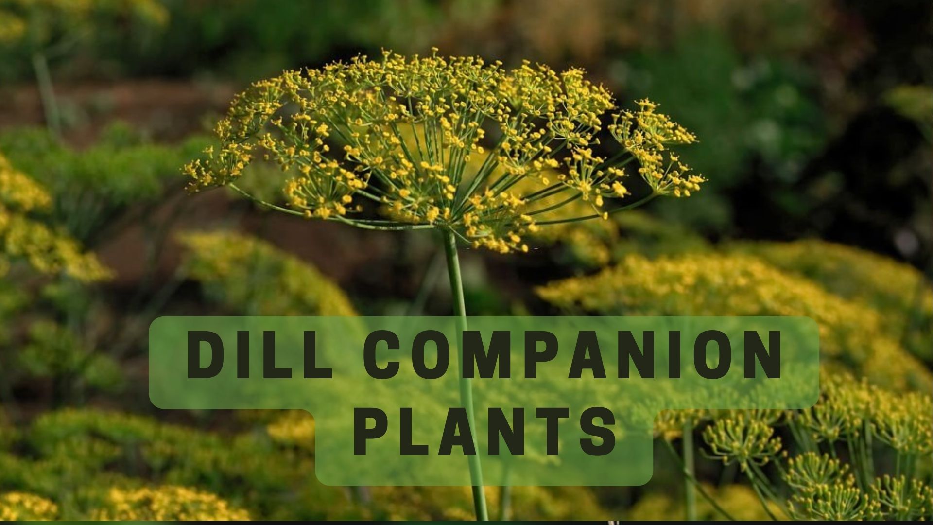 Dill Companion Planting With Herbs at James Gonsalves blog