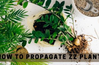How to propagate ZZ plant 01