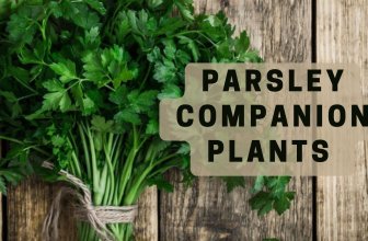 Parsley companion plants