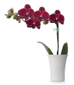 How long do orchid blooms last 03