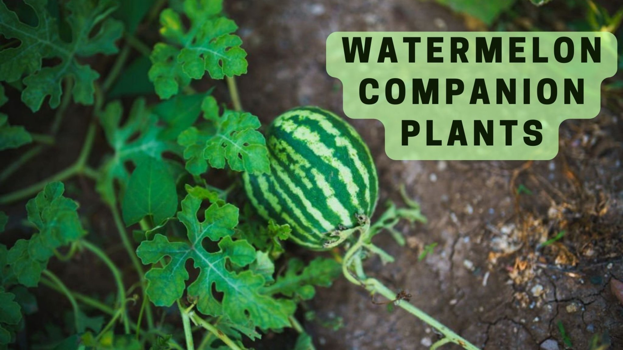 🍉Best Watermelon Companion Plants For Your Garden
