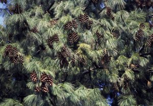 White Pine (Pinus strobus)