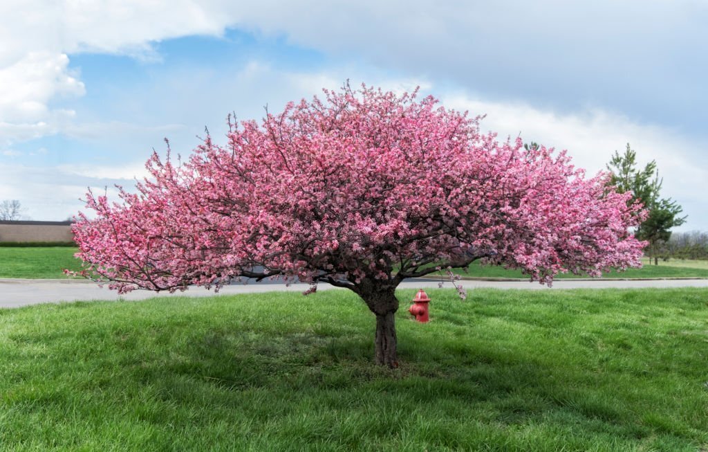 Crabapple tree