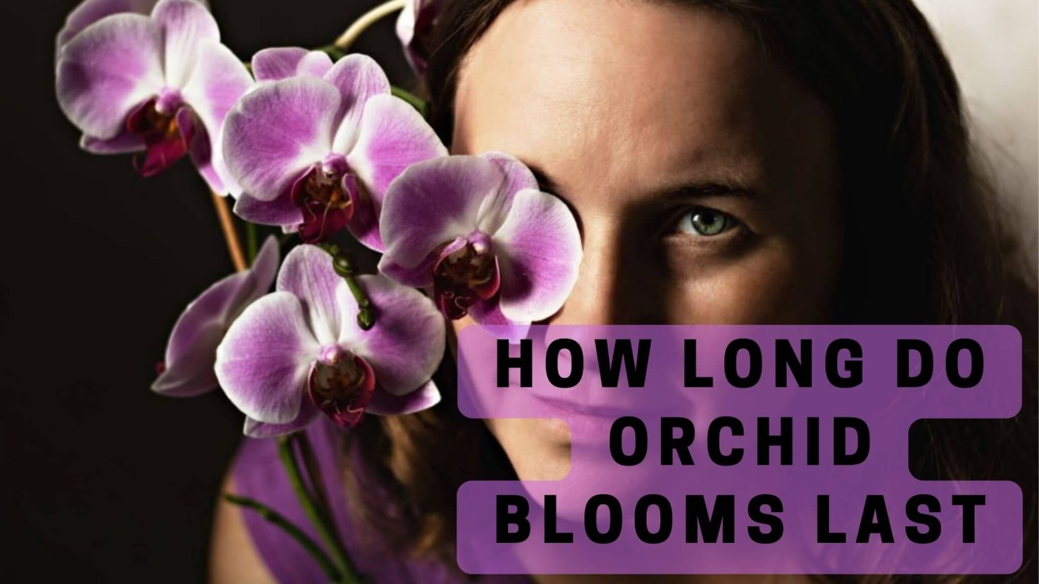 🌷How Long Do Orchids Last